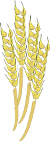 Clip Art of Wheat
